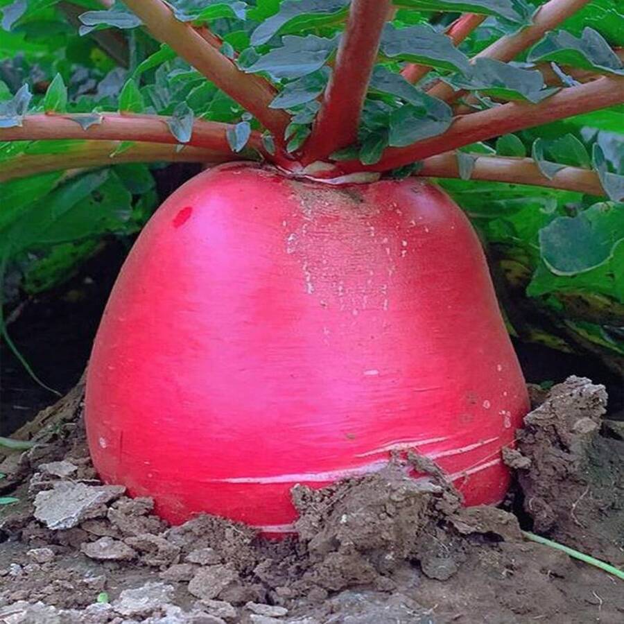 Seeds For Potted Plants. Discount Offer On Seeds: 200 Seeds Of 'Big Red Robe' Red Carrot, Sweet And Crunchy Red Carrot, Red Carrot, 'Red Heart' Carrot Seeds, Fruit And Vegetable Seeds, Outdoor Flowers, Plants, Horticulture, Nature. - 種子 - 查看 1