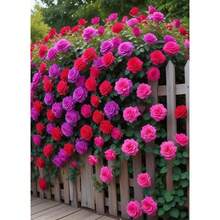 210 Semillas de Rosa Rosa Trepadora para Vegetales y Flores, Semillas para Plantas en Maceta, Uso en Jardín y Hogar - 210 - Ver 3