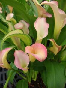Calla Lily Seeds - Beautiful Flowers - 100 Seeds - Variant 1 - View 6