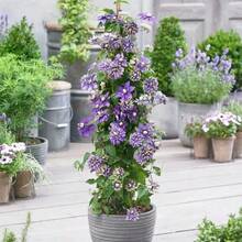 139 Clemátide de doble flor morada tradicional, paquete de semillas para jardín, con ricas capas de pétalos, planta trepadora elegante, ideal para la decoración de jardines y patios, sin OMG, fácil de cultivar, con un largo período de floración. - 139 piezas - Ver 3