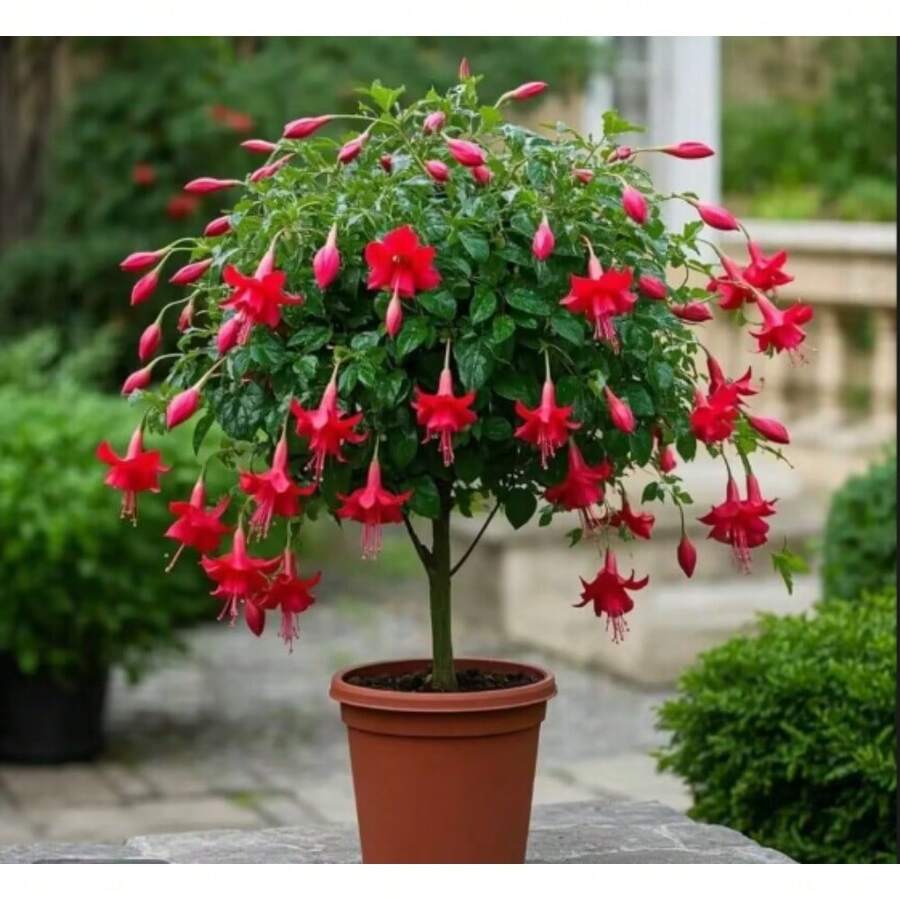 Semillas de Flor de Linterna de Alta Calidad, Preciosas Semillas de Flor de Linterna, Variedad Rara de Semillas de Flor de Linterna, 100 Piezas - 100 semillas - Ver 1