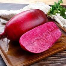 Seeds For Potted Plants. Discount Offer On Seeds: 200 Seeds Of 'Big Red Robe' Red Carrot, Sweet And Crunchy Red Carrot, Red Carrot, 'Red Heart' Carrot Seeds, Fruit And Vegetable Seeds, Outdoor Flowers, Plants, Horticulture, Nature. - 種子 - 查看 6