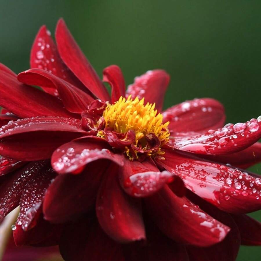 Mixed Dahlia Seeds In Various Colors, Ideal For Home Gardens, Easy To Plant, Enhance The Beauty Of The Garden. - 200 Pieces - View 1