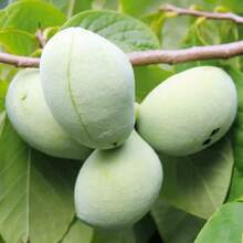 Pawpaw Fruit Tree Seeds - 3 Pieces - For Home Growing - 3 - View 3
