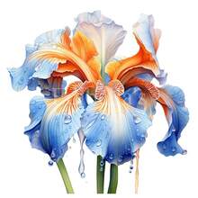 Semillas de Flores David's Garden, Iris Nativo Americano Silvestre, 100 Semillas - 8 - Ver 4