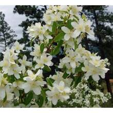 20 semillas de flor de arbusto de cuerno inglés (Philadelphus Coronarius) 'Sweet Faux Orange' omb S - Opción 1 - Ver 5
