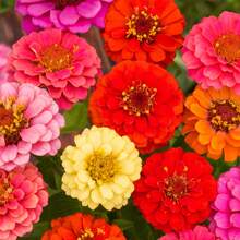 La planta de flores de colores variados es adecuada para plantar en jardines exteriores, como flores decorativas de interior para crear tu propio hermoso jardín, y para decoración exterior en primavera. - 50 piezas - Ver 2