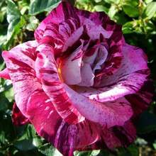 Semillas de rosa con patrón de tigre morado - 100 semillas exóticas para jardín.Adecuado para la siembra desde finales de invierno hasta principios de primavera.s.e.e.d.s. - 99 piezas - Ver 3