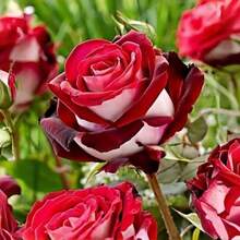 100 piezas de semillas de rosas rojas y blancas para plantar semillas de flores perennes raras, ideales para semillas de jardín exterior y semillas de flores cortadas, regalo perfecto. - 100 unidades (M001#3) - Ver 10