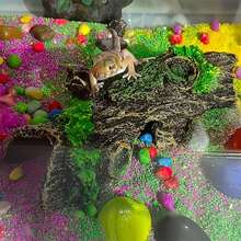 2pcs Resin Hollow Tree Trunk Aquarium Decor Reptile Hide Cave Natural Bark Driftwood Ornament For Fish Tank Landscaping Shrimp Tank Aquarium Decoration Accessories - A - View 7
