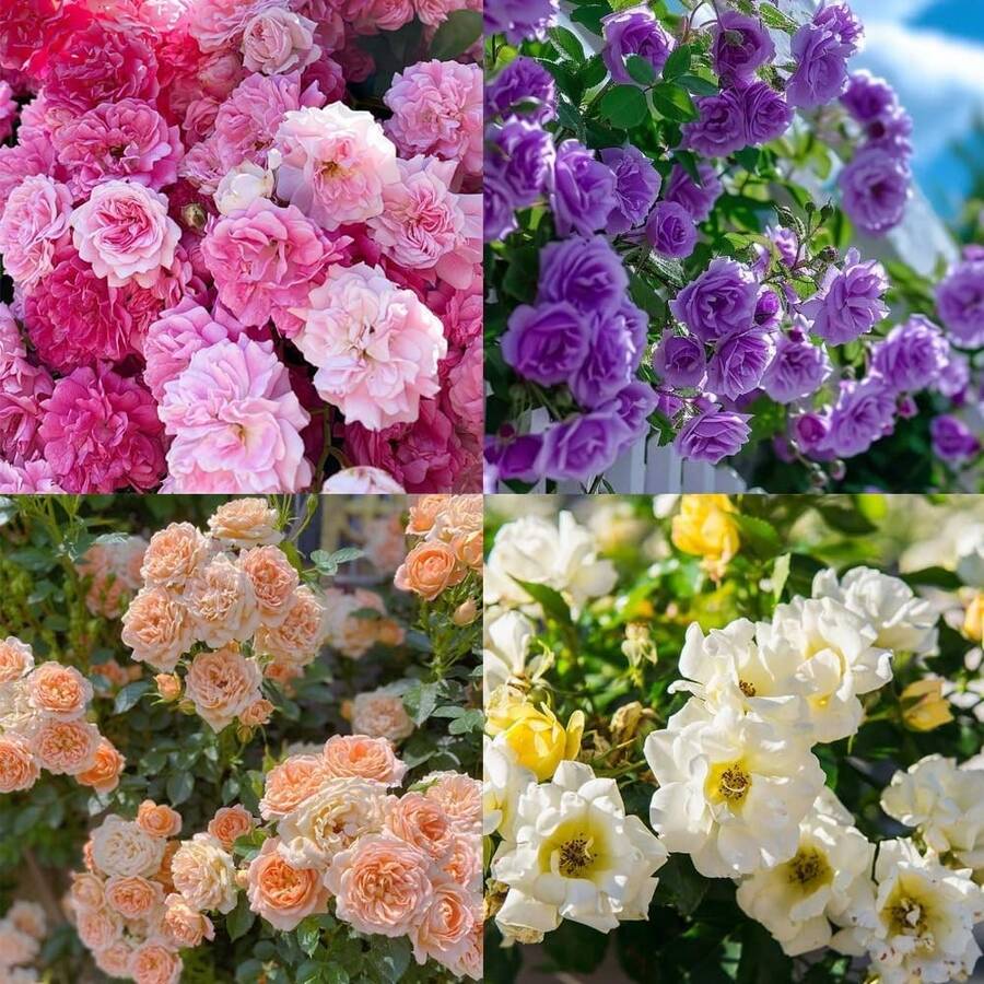 200 semillas de rosas de escalada mixtas, adecuadas para plantar al aire libre - semillas de rosas perennes para fines ornamentales, rosas hermosas. - 200 - Ver 1