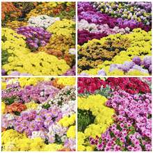 Semillas de Crisantemo, Plantas Perennes de Exterior, Cubre Suelo Perenne, Plantas de Interior y Exterior, Plantas Herbáceas, Jardinería, Ideal para Entusiastas de las Plantas, Regalo Natural, Entrega Local - 100 piezas/semillas - Ver 7