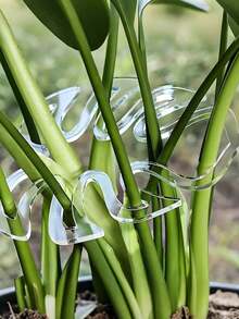 5 buah/Set Penyangga Batang Tanaman, Penyangga Tanaman Berbentuk Daun Akrilik, Klip Penstabil Monstera Akrilik, Penyangga Tanaman Monstera Berbentuk Daun, Cocok Untuk Menanam Tanaman di Dalam dan Luar Ruangan. Penyangga Tanaman yang Unik dan Cantik, Efektif Menstabilkan Batang dan Akar Tanaman, Sangat Cocok Untuk Kebutuhan Menanam Tanaman Merambat di Dalam dan Luar Ruangan. - transparan - View 5