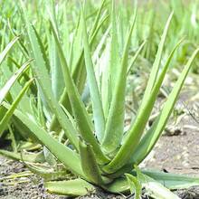 255 semillas de aloe vera, alta tasa de germinación, plantas tropicales exóticas perennes, tolerantes a la sequía, plantas de interior, fragancia intensa, fáciles de reproducir. - 255 - Ver 10