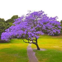 182 piezas de semillas de árbol de pimienta azul, suministro limitado, por favor haga su pedido - Árbol de pimienta azul decorativo - 182 - Ver 7