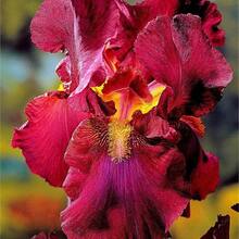 Bearded Iris Flower For Outdoor Planting - Fragrant Iris Flower - Mixed color - 查看 4