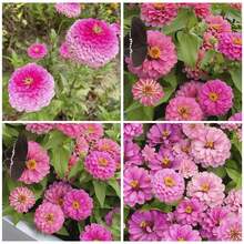 300+ Semillas anuales de flor Zinnia Marylandica Zahara Rose Starlight para plantar - 300 - Ver 7
