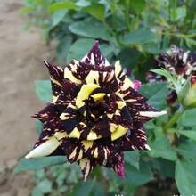 100 piezas de semillas de rosa dragón negro de jardín, arbustos raros, flores y plantas ornamentales, exhibición espectacular, añade semillas de arbustos perennes decorativos, flores hermosas, imprescindible para el jardín en casa - 100 semillas - Ver 4