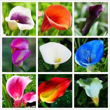 Calla Lily Seeds - Beautiful Flowers - 100 Seeds - Variant 1 - View 8