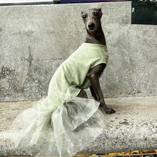 Váy lưới tulle xanh Whippet phong cách Ý, quần áo thú cưng thoáng khí chống tia UV cho mùa hè - màu xanh lá - Xem 7