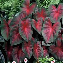 100 piezas de semillas de flores principales para bonsái, semillas de plantas perennes de interior y exterior, fáciles de cultivar en jardines domésticos. - 100 piezas (Y005#4) - Ver 2