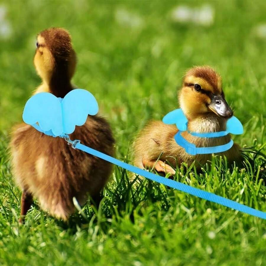 1 Set Angel Wings Harness & Leash, Chicken/Duck/Goose Chest Strap Leash For Going Out - Multicolor - View 1