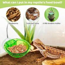 Chameleon Bowl, Reptile Feeder, Live Insect Feed Container, Water Dish, Chameleon Specialized Reptile Stone Platform Suction Cup Feeder, Chameleon Supplies Accessories (Suitable For Chameleons, Geckos, Snakes) - Style A - View 5