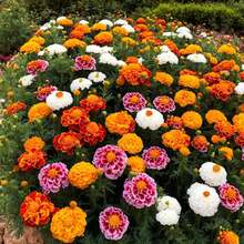 1000 Semillas Mezcladas con Semillas de Fresia - Fáciles de Plantar, Ideales para Zonas Soleadas - Adecuadas para Bordes, Caminos y Grandes Áreas de Plantación - 1000 - Ver 9