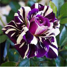100 piezas de semillas de rosa dragón negro de jardín, arbustos raros, flores y plantas ornamentales, exhibición espectacular, añade semillas de arbustos perennes decorativos, flores hermosas, imprescindible para el jardín en casa - 100 semillas - Ver 6