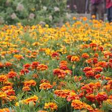 1000 Semillas Mezcladas con Semillas de Fresia - Fáciles de Plantar, Ideales para Zonas Soleadas - Adecuadas para Bordes, Caminos y Grandes Áreas de Plantación - 1000 - Ver 10