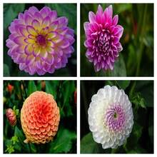 Mixed Dahlia Seeds In Various Colors, Ideal For Home Gardens, Easy To Plant, Enhance The Beauty Of The Garden. - 200 Pieces - View 2