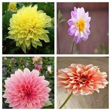 Mixed Dahlia Seeds In Various Colors, Ideal For Home Gardens, Easy To Plant, Enhance The Beauty Of The Garden. - 200 Pieces - View 6
