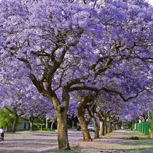 182 piezas de semillas de árbol de pimienta azul, suministro limitado, por favor haga su pedido - Árbol de pimienta azul decorativo - 182 - Ver 2
