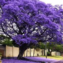 182 piezas de semillas de árbol de pimienta azul, suministro limitado, por favor haga su pedido - Árbol de pimienta azul decorativo - 182 - Ver 6