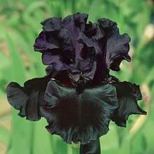 Bearded Iris Flower For Outdoor Planting - Fragrant Iris Flower - Mixed color - 查看 3