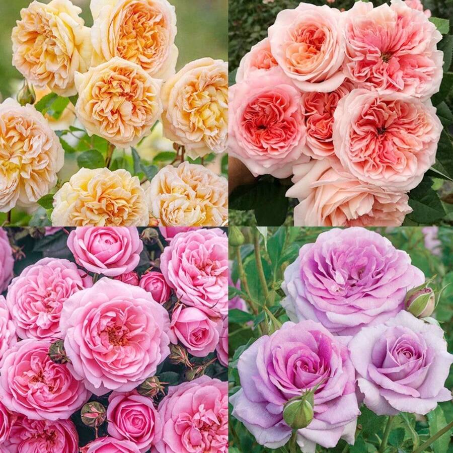 Semillas de Rosas para Plantar - 300 Semillas de Flores Exóticas Frescas, Resistentes, Fragantes, Impresionantes para Paisajismo que Atraen Abejas - 300 unidades - Ver 1