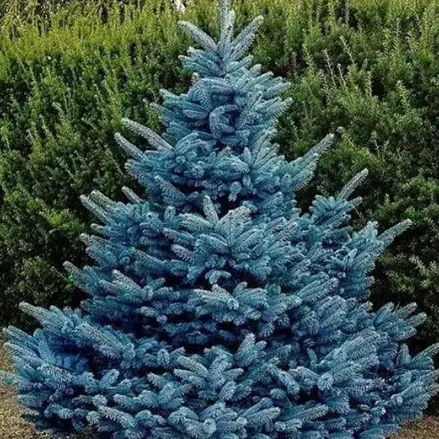 100/200 semillas de abeto, utilizadas para plantar abeto azul de Colorado, Picea Pungens Glauca. Árboles atractivos de Privac - Se pueden regalar para plantar en casa. - 200 - Ver 1