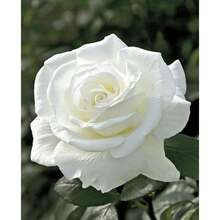 210 Semillas de Rosa Blanca Doble, Semillas de Flores de Arbusto Perenne - 210 - Ver 5