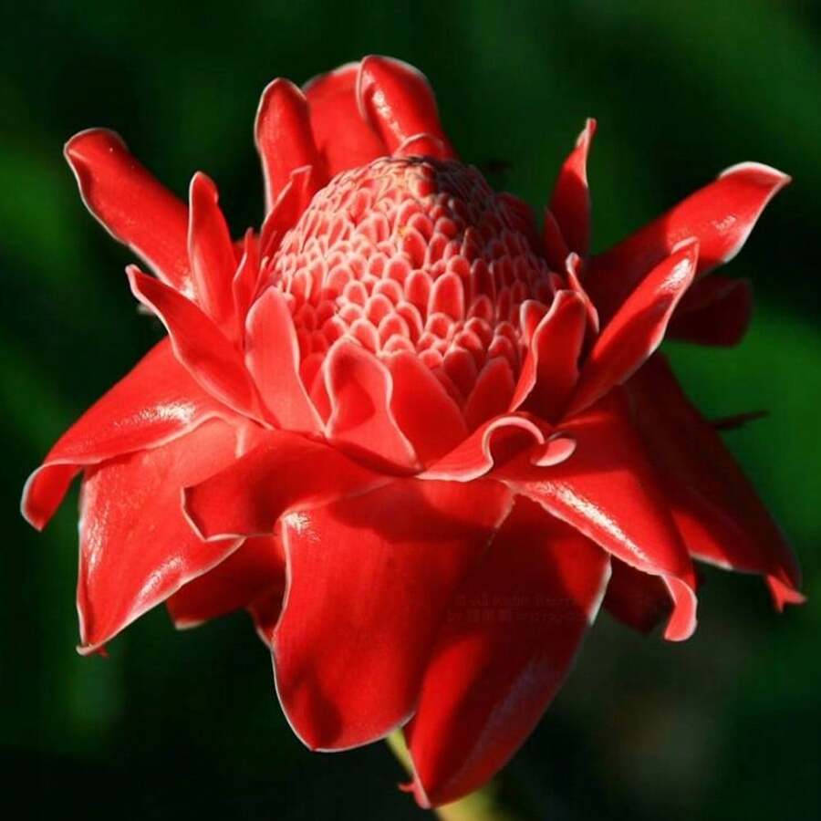 210 Piezas de Semillas Raras de Jengibre Floral - 210 - Ver 1