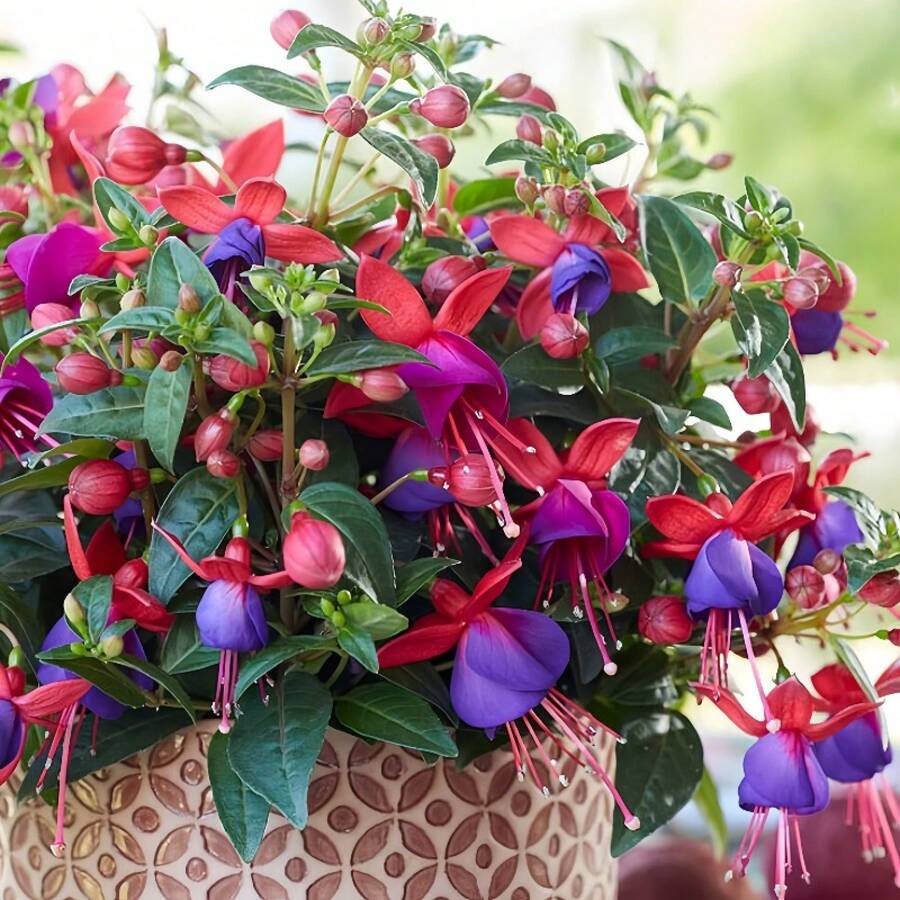 100 Semillas de Fucsia, Flores Perennes de Floración Rápida, Cultivo en Pleno Sol, Alta Tasa de Crecimiento, Semillas de Plantas Ornamentales para Balcón y Jardín - 100 piezas (D004#5) - Ver 1