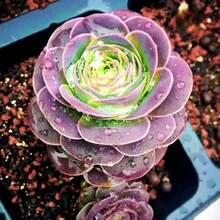 Semillas de Alta Calidad, Alta Tasa de Germinación, Productos Populares, Semillas de Rosa de Montaña, Plantas Iónicas, Semillas de Suculentas, Flores, Hierbas Fáciles de Cultivar, Fuerte Propagación - 200 piezas - Ver 1