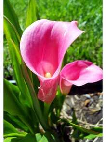 Calla Lily Seeds - Beautiful Flowers - 100 Seeds - Variant 1 - View 10