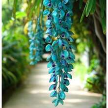 Semillas de la exótica enredadera azul turquesa Strongylodon Macrobotrys (Jade Vine) - 100 semillas - Ver 1