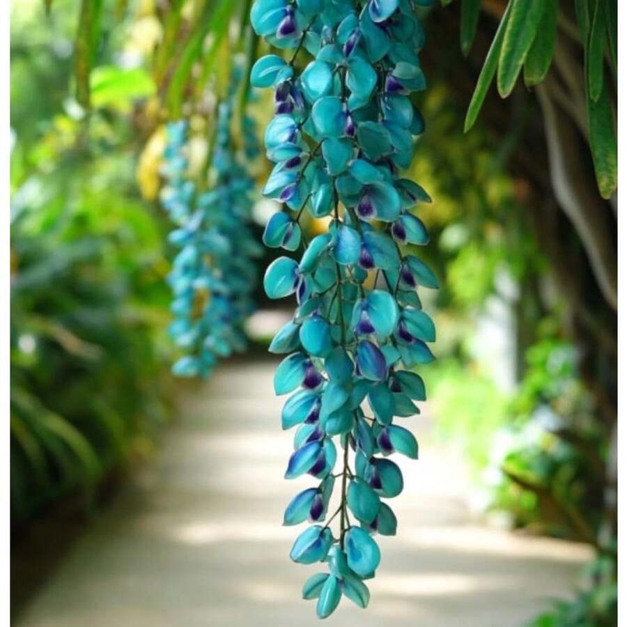 Semillas de la exótica enredadera azul turquesa Strongylodon Macrobotrys (Jade Vine) - 100 semillas - Ver 1