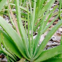 255 semillas de aloe vera, alta tasa de germinación, plantas tropicales exóticas perennes, tolerantes a la sequía, plantas de interior, fragancia intensa, fáciles de reproducir. - 255 - Ver 12