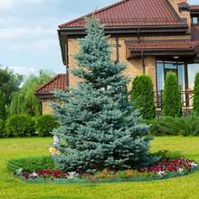 100/200 semillas de abeto, utilizadas para plantar abeto azul de Colorado, Picea Pungens Glauca. Árboles atractivos de Privac - Se pueden regalar para plantar en casa. - 200 - Ver 5