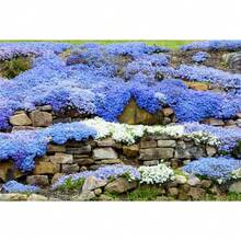30000 Semillas de Tomillo Crepé Azul para Plantar, Fácil Cultivo, Semillas de Cubierta para Suelo, Sin OMG, Thymus Serpyllum, para Interiores y Exteriores - 5000 - Ver 3