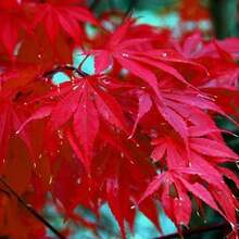 Semillas de Arce Rojo Japonés 50 Piezas+ Semillas Muy Valoradas para Bonsái, Semillas de Arce Japonés - 50 unidades - Ver 4
