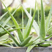 255 semillas de aloe vera, alta tasa de germinación, plantas tropicales exóticas perennes, tolerantes a la sequía, plantas de interior, fragancia intensa, fáciles de reproducir. - 255 - Ver 11