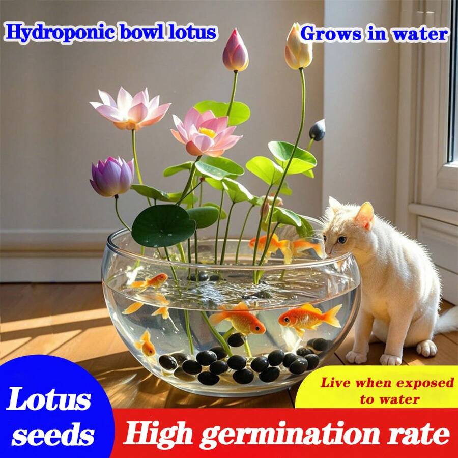 10 piezas de semillas de loto preplantadas en macetas de colores variados - listas para plantar de inmediato, adecuadas para jardines de acuarios interiores y exteriores, incluye guía de plantación, son fáciles de cultivar y requieren un cuidado mínimo. - 10 unidades - Ver 1